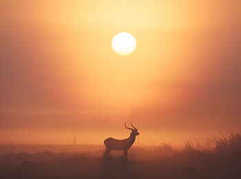 Mukambi Busanga Plains Camp: Rote Moorantilope im Sonnenaufgang Mukambi Busanga Plains Camp: Rote Moorantilope im Sonnenaufgang