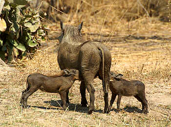 Mukambi Fig Tree Bush Camp: Zwei Warzenschweinfrischlinge beim Trinken mit ihrer Mutter