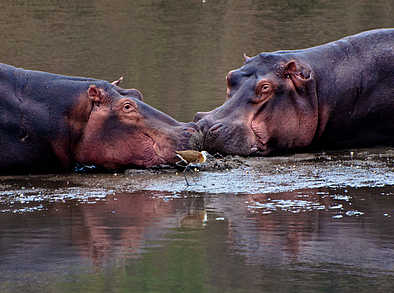 Mvuu Camp: Nilpferde im Shire River