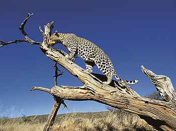 Okonjima Plains Camp: Leopard klettert Okonjima Plains Camp: Leopard klettert