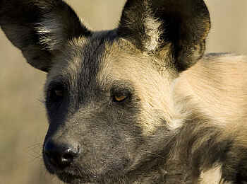 Okonjima Plains Camp: Wildhund in Okonjima Okonjima Plains Camp: Wildhund in Okonjima
