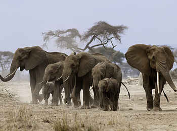 Ol Donyo Lodge: Elefantenfamilie Ol Donyo Lodge: Elefantenfamilie