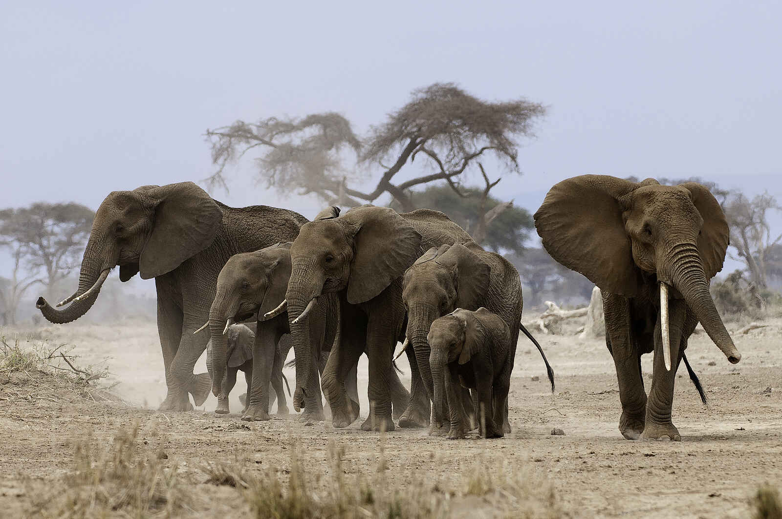 Ol Donyo Lodge: Elefantenfamilie Ol Donyo Lodge: Elefantenfamilie