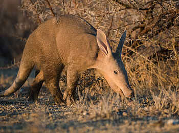 Safarihoek Lodge: Erdferkel