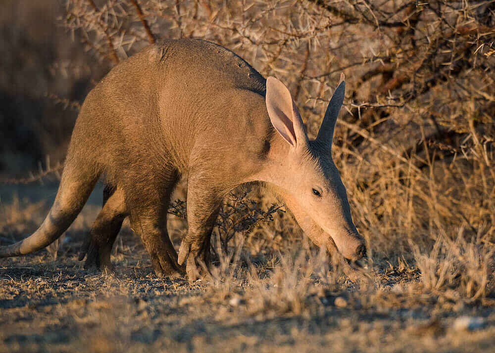 Safarihoek Lodge: Erdferkel
