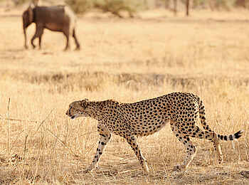 Sanctuary Swala: Gepard und Elefant