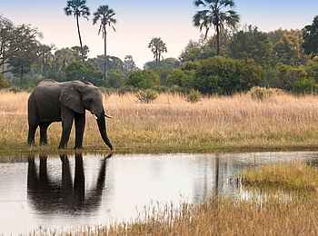 Sandibe under Canvas Camp: Elefant