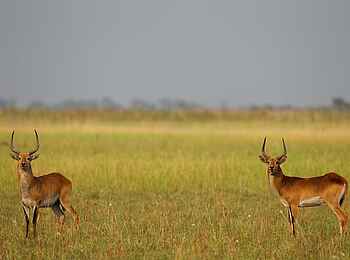 Shinde Footsteps: Red Lechwe Shinde Footsteps: Red Lechwe
