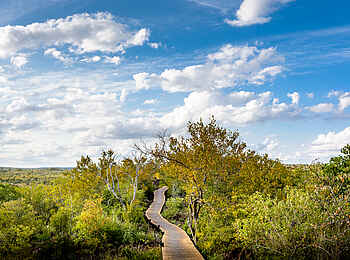 Singita Lebombo Lodge: Pfad durch die Natur