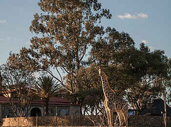 Voigtland Guesthouse: Eine Giraffe vor dem Guesthouse