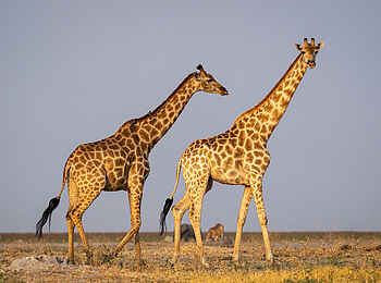 Wilderness Mokete Camp: Giraffen