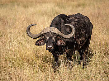 Entim Masai Mara: Büffel