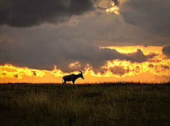 Entim Masai Mara: Topi vor den Wolken