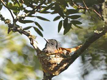 Frog and Fern Cottages: Paradise Flycatcher - Weiblich Frog and Fern Cottages: Paradise Flycatcher - Weiblich