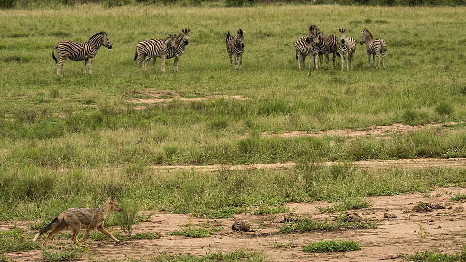 jacis sabi house, Krüger Nationalpark, Luxus Safari, SAbi Sands, Safari Lodge, Tiere und Aktivitäten, Afrikarma, Afrikarma Safaris, Afrikarma Safaris - Wildnis. Hautnah., Afrikarma.de