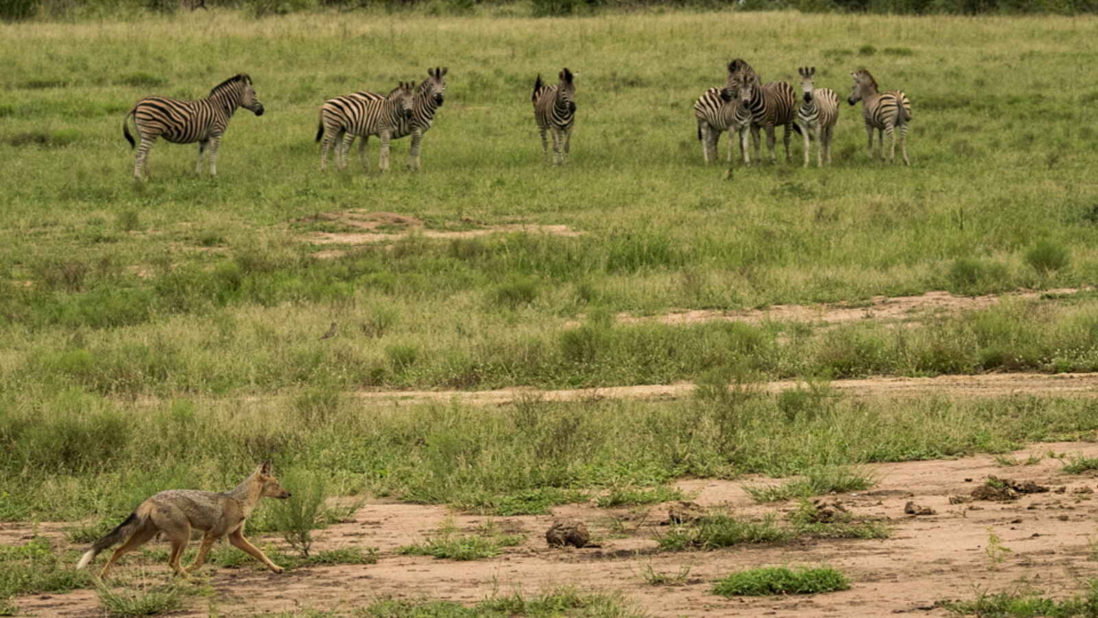 Jacis Sabi House: Der Schakal Jacis Sabi House: Der Schakal