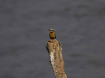 Nyamatusi Camp: White Fronted Bee-Eater Nyamatusi Camp: White Fronted Bee-Eater