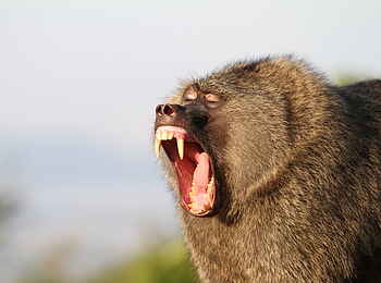 Ruzizi Tented Lodge: Ein gähnender Pavian