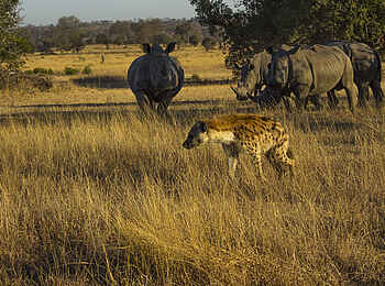 Sabi Sabi Selati Camp: Ein Versuch kann nicht schaden Sabi Sabi Selati Camp: Ein Versuch kann nicht schaden