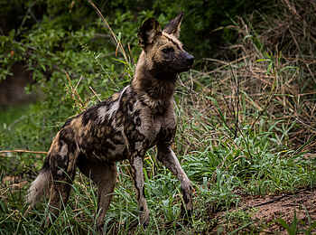 Sabi Sabi Selati Camp: Ein Wild Dog Sabi Sabi Selati Camp: Ein Wild Dog