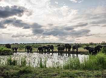 Savanna Lodge: Elefanten am Wasserloch Savanna Lodge: Elefanten am Wasserloch