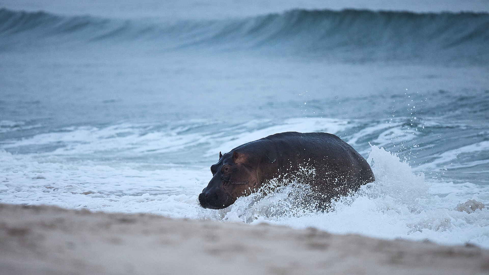 Sette Cama Eco Camp: Flusspferd im Wasser