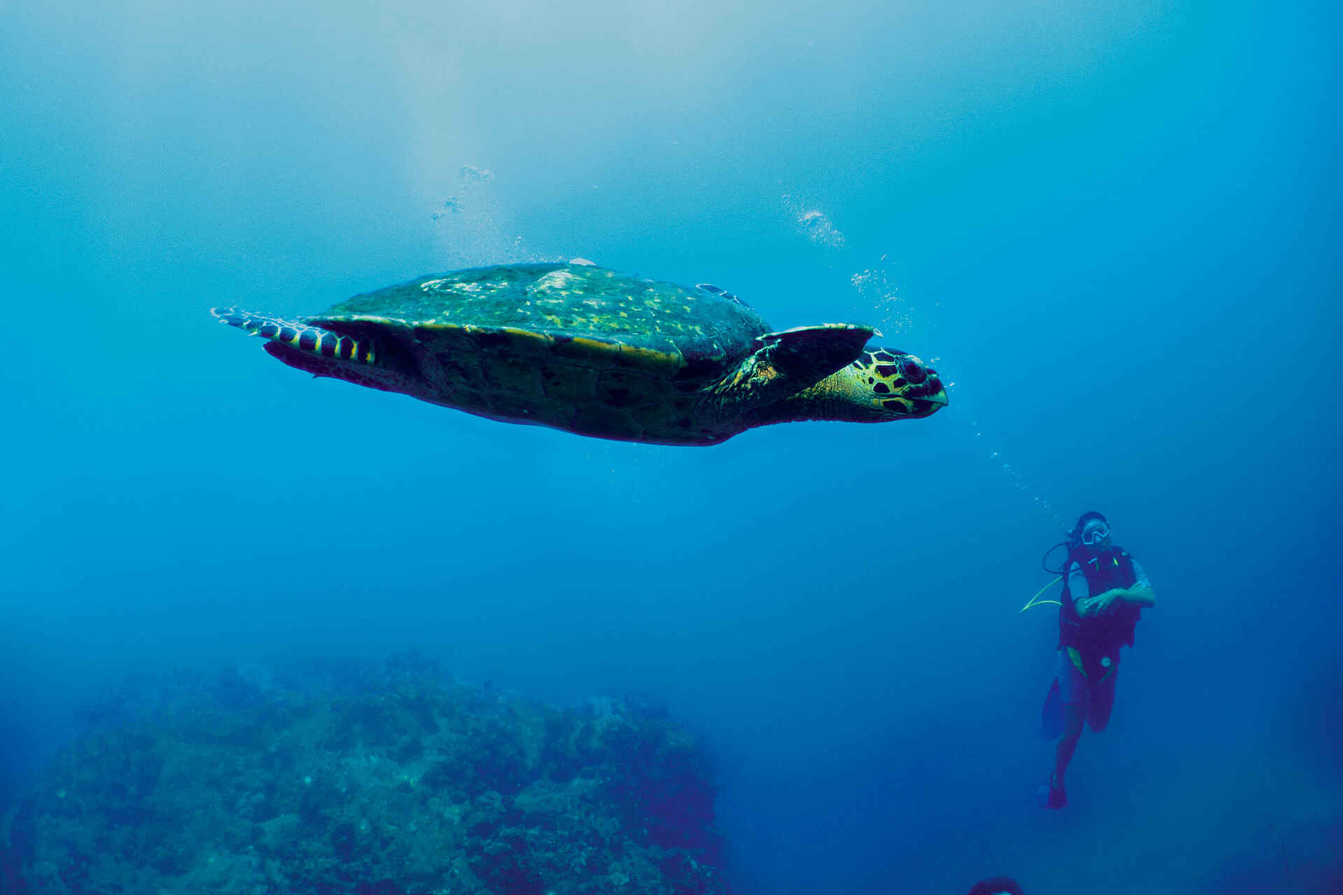 Constance Tsarabanjina: Schildkröte