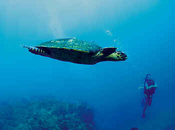 Constance Tsarabanjina: Schildkröte Constance Tsarabanjina: Schildkröte