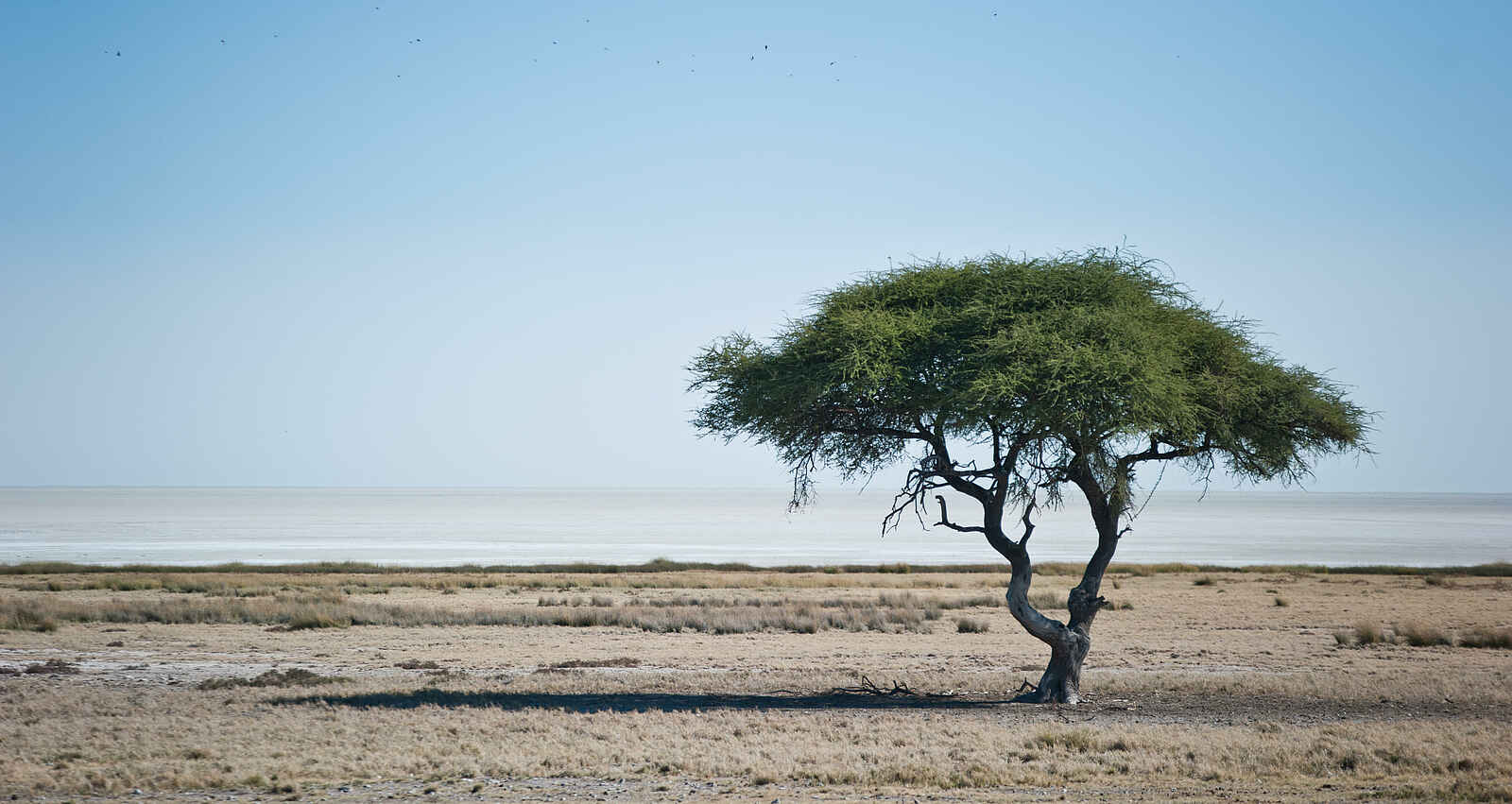 Etosha King Nehale: Die Weiten der Etosha Pfanne Etosha King Nehale: Die Weiten der Etosha Pfanne