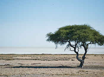 Etosha King Nehale: Die Weiten der Etosha Pfanne