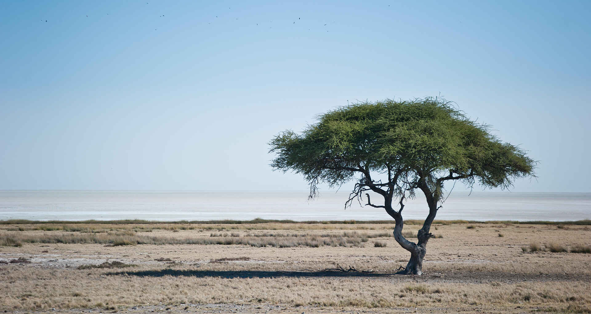 Etosha King Nehale: Die Weiten der Etosha Pfanne