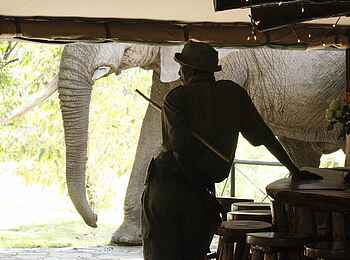 Governors' Camp: Safari Guide Governors' Camp: Safari Guide