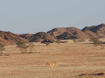 Hoanib Skeleton Coast Camp: Eine Löwin streift durch die Wüste Hoanib Skeleton Coast Camp: Eine Löwin streift durch die Wüste
