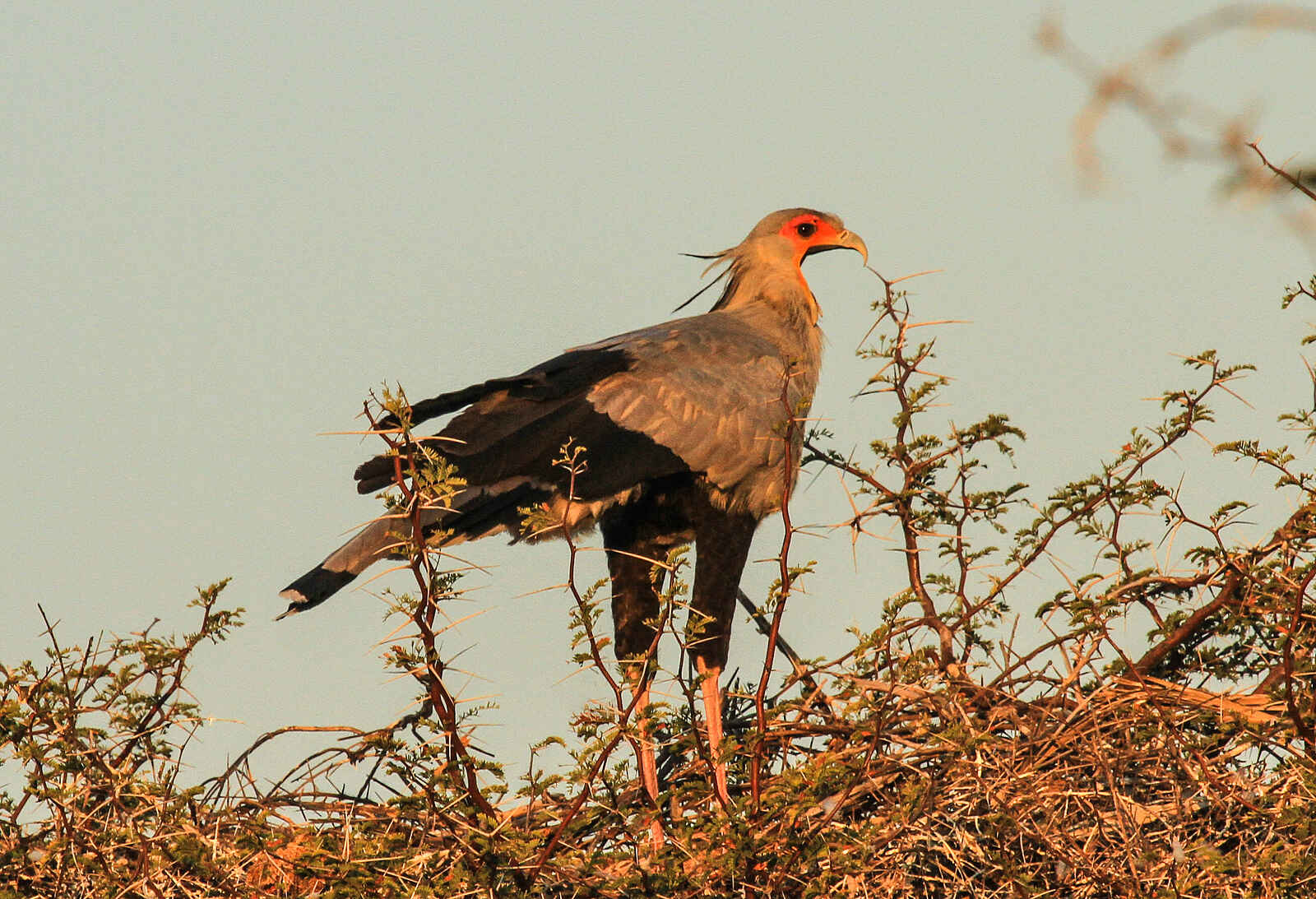 Jozibanini Camp: Raubvogel Jozibanini Camp: Raubvogel