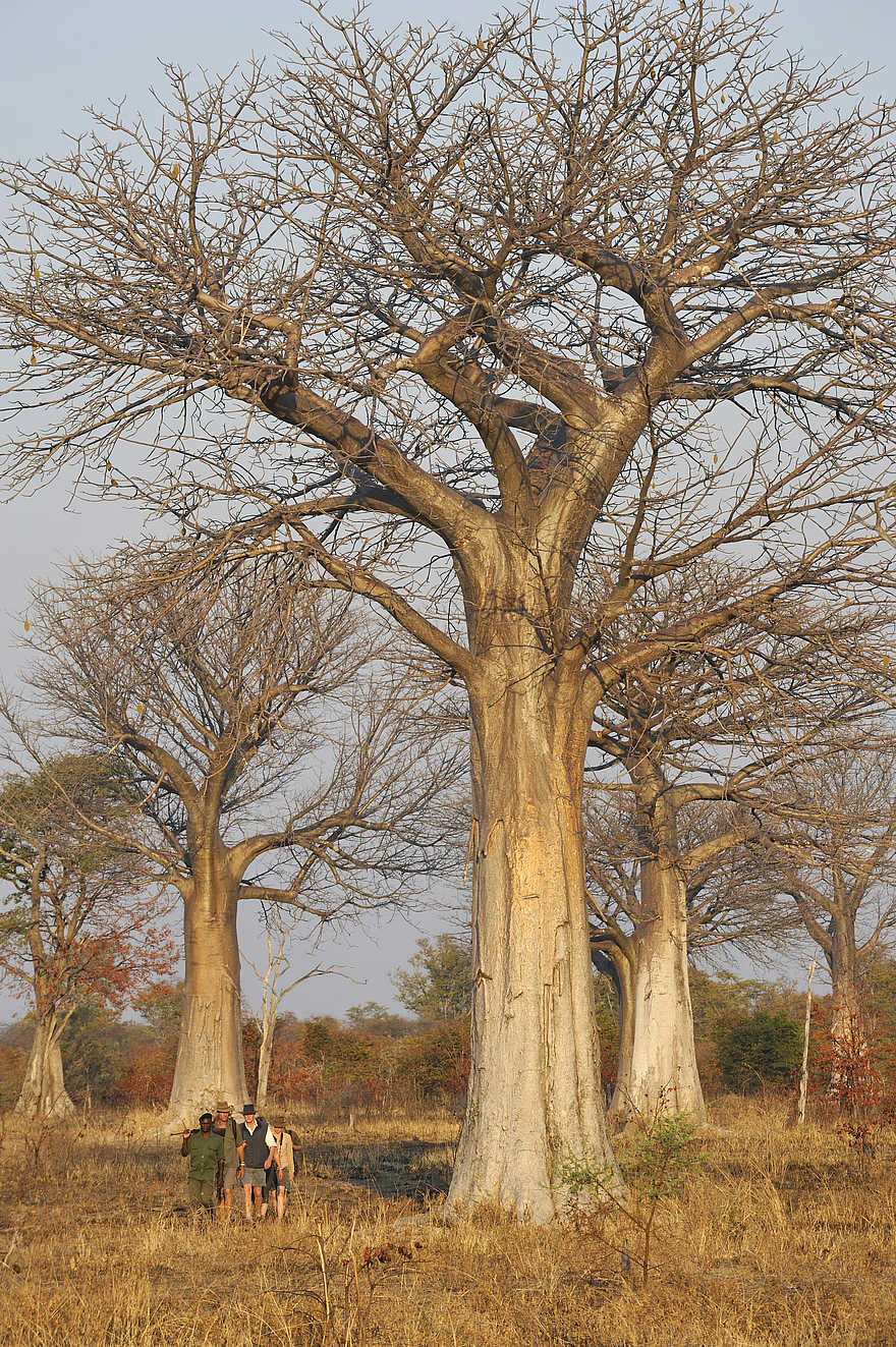 Kaingo Walking Safari: Baobabs Kaingo Walking Safari: Baobabs