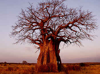 Kigelia Camp: Uralter Baobab Kigelia Camp: Uralter Baobab