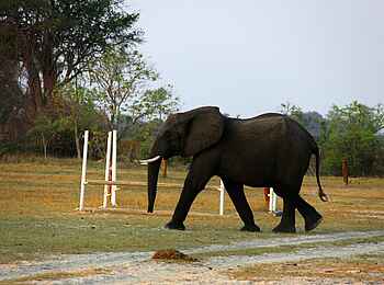 Kujwana Camp: Elefant auf dem Campgelände
