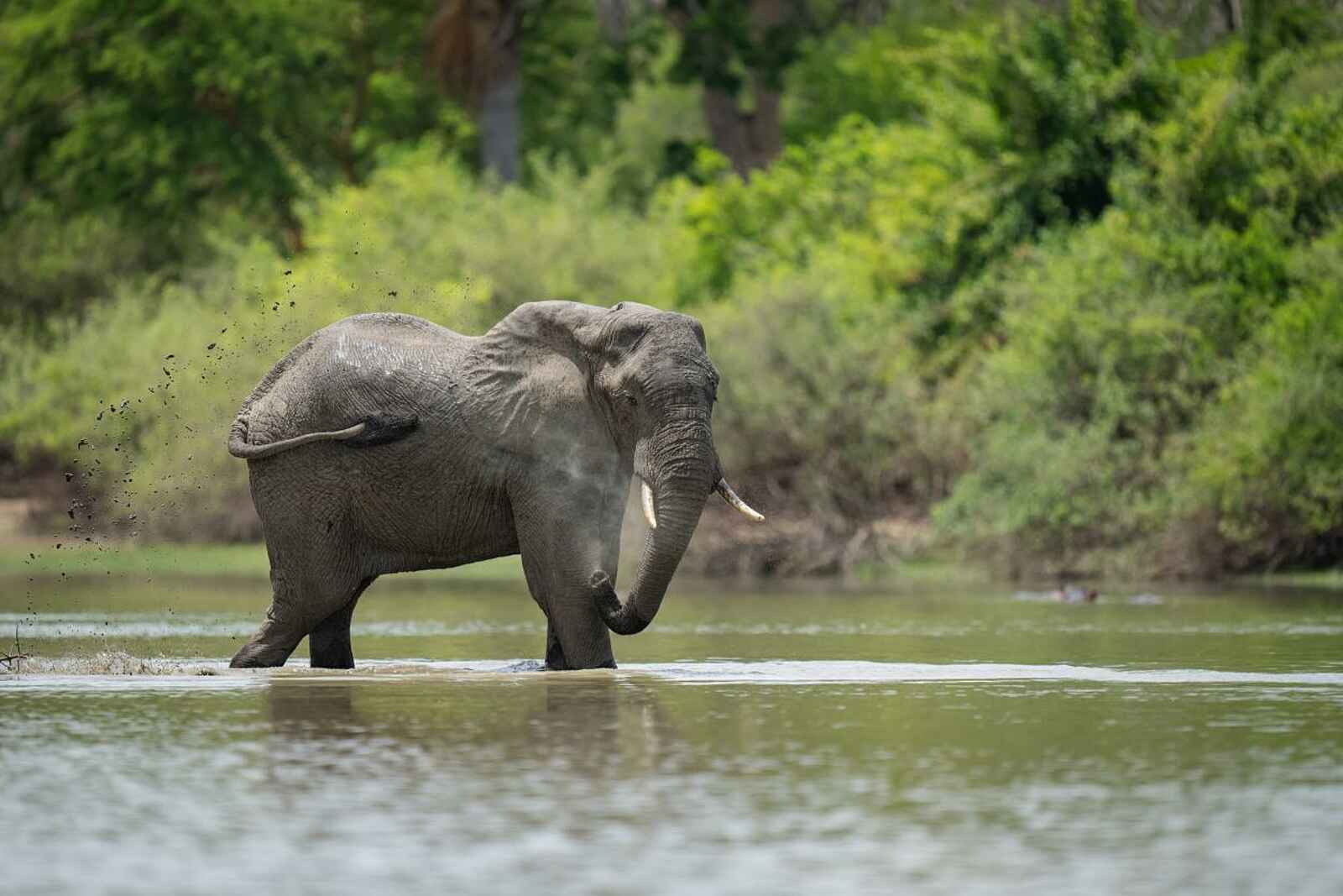 Laba Siwandu Camp: Elefant im Wasser Laba Siwandu Camp: Elefant im Wasser