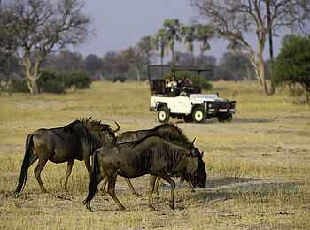 Little Makalolo Camp: Gnus Little Makalolo Camp: Gnus