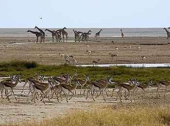 Little Ongava: Giraffen und Springböcke an einem Etosha-Wasserloch Little Ongava: Giraffen und Springböcke an einem Etosha-Wasserloch