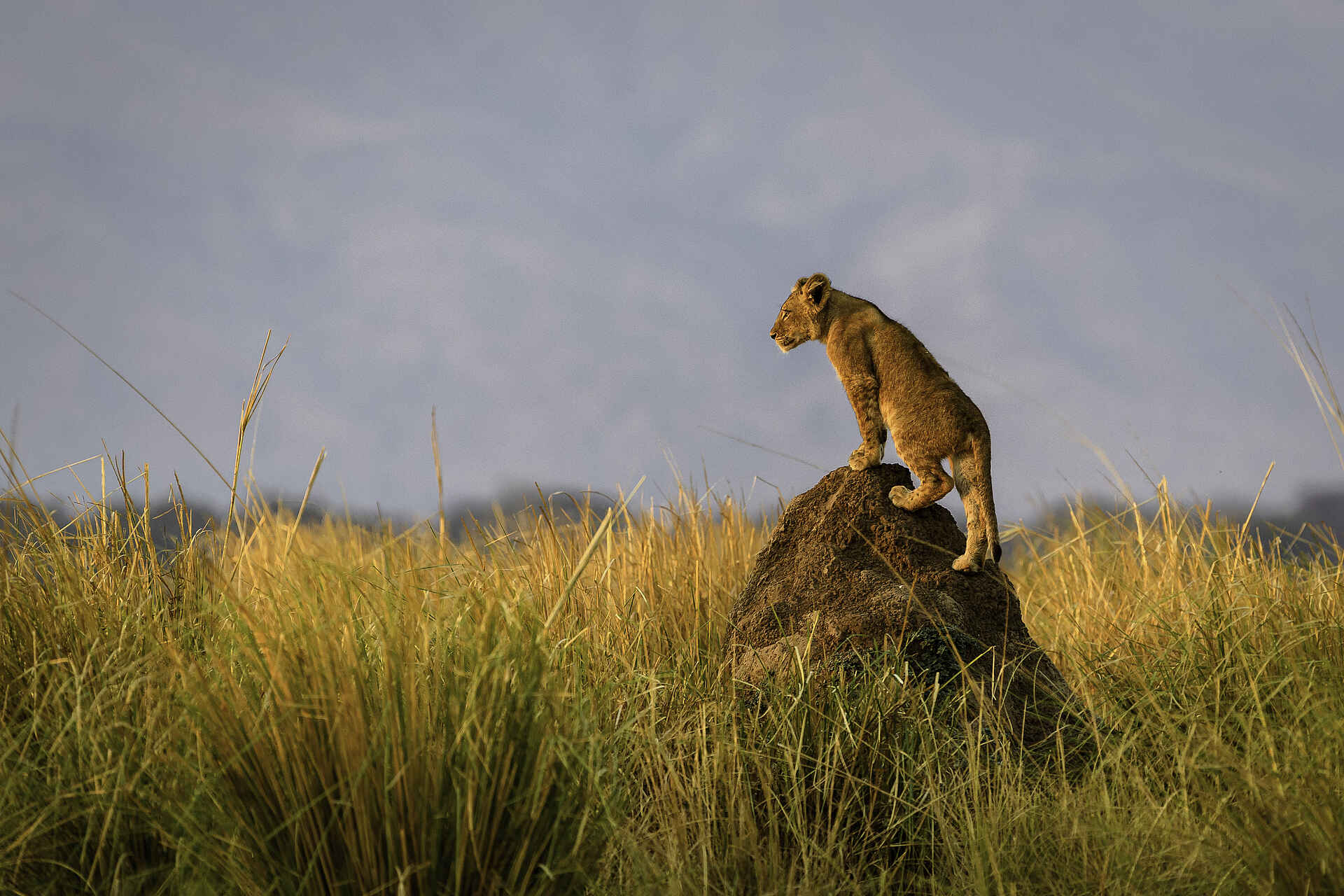 Little Ruckomechi Camp: Junger Löwe hält Ausschau Little Ruckomechi Camp, Mana Pools National Park, Sambesi, Wilderness Safaris, Game Drive, Löwe, Panthera Leo, Afrikarma, Afrikarma Safaris, Afrikarma Safaris - Wildnis. Hautnah., Afrikarma.de