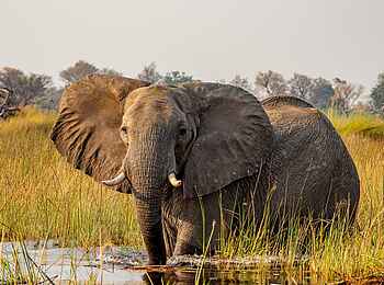 Little Vumbura: Ein Elefant im Delta Little Vumbura: Ein Elefant im Delta