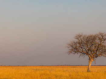 Luambe Camp: Ein einzelstehender Leberwurstbaum in der Savanne Luambe Camp: Ein einzelstehender Leberwurstbaum in der Savanne