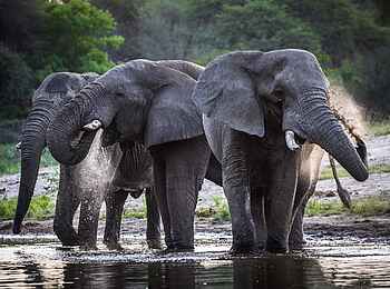 Meno A Kwena: Elefanten am Fluss Meno A Kwena: Elefanten am Fluss