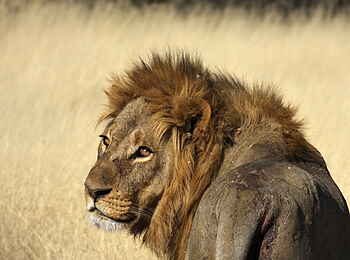 North Island Okavango Safari Camp: Männlicher Löwe