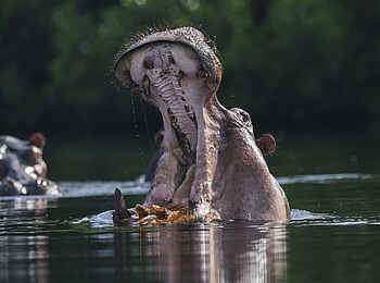 Nyanga Lodge: Hippos