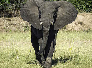 Ruckomechi Camp: Elefant am Sambesi Ruckomechi Camp: Elefant am Sambesi