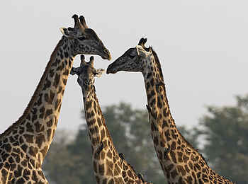 Sanguni Safari Lodge: Eine Giraffenherde