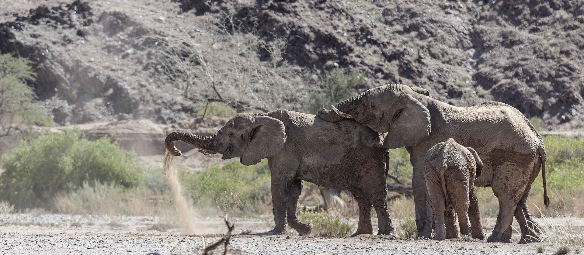 Twyfelfontein Adventure Camp: Wüstenelefanten