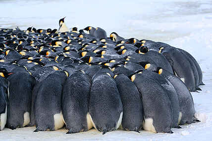 Whichaway Camp: Pinguine schützen sich gemeinsam vor der Kälte